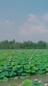 夏季荷池莲花泛舟视频