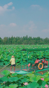 夏季荷池莲花泛舟视频