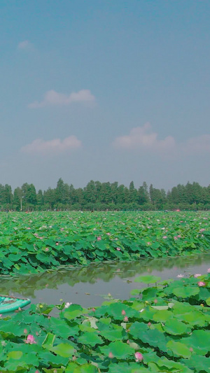 夏季荷池莲花泛舟17秒视频