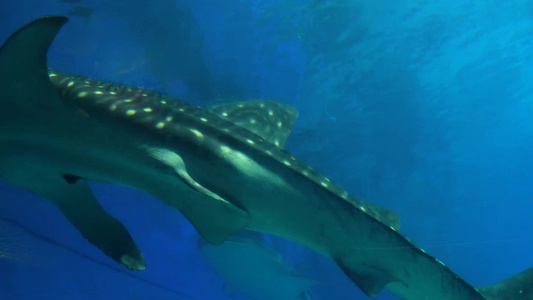 海洋馆海洋生物视频