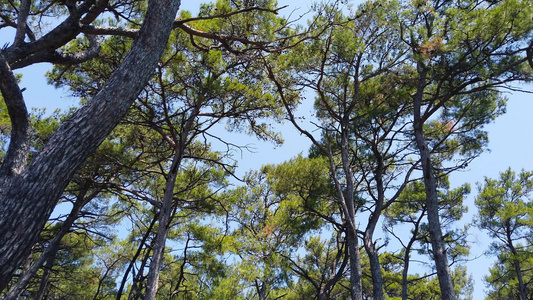 4年春季的爱琴海松林视频