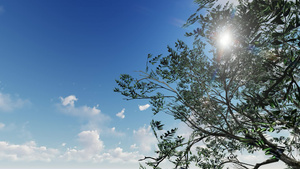 树枝后美丽的蓝色天空23秒视频