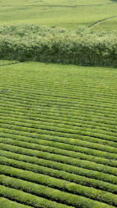 航拍春天杭州城郊茶园景观视频素材视频