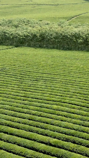 航拍春天杭州城郊茶园景观视频素材52秒视频