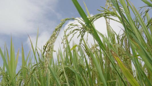 稻穗 水稻丰收 水稻生长蓝天白云视频