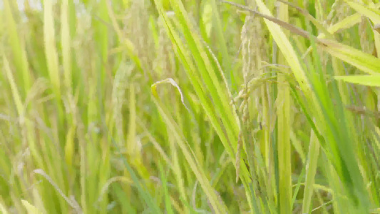 稻穗 水稻丰收 水稻生长蓝天白云视频
