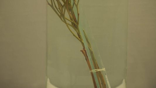 植物标本蕨类苔藓标本视频