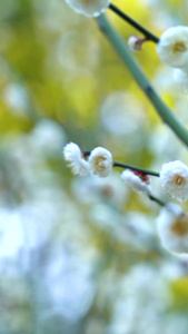 梅花腊梅白梅梅园梅花盛开视频