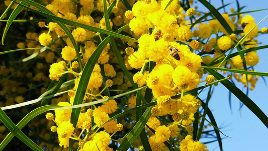 金芽花的蜜蜂13慢动视频