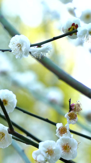 梅花腊梅白梅梅园梅花盛开15秒视频