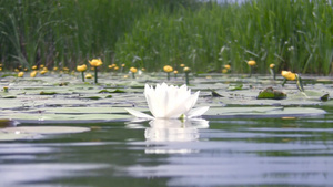 湖水边上的百合花12秒视频