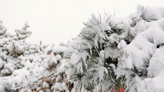 4k落雪2023第一场雪视频