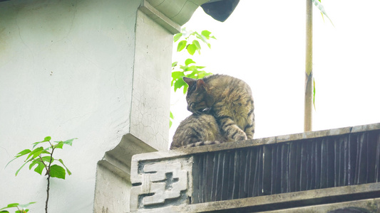 4k下雨天屋檐上的猫视频