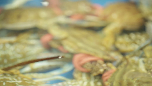 市场里的鲜活梭子蟹兰花蟹 视频