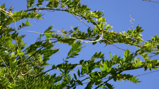 植物叶子绿叶枝叶空镜风景大自然树叶阳光活力绿色视频