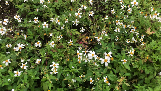 路边野花视频