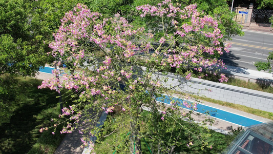 城市中盛开的异木棉花视频