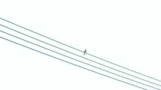 电线杆上的鸟儿视频