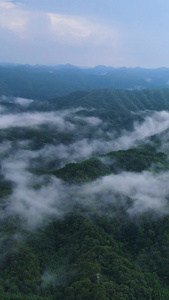 风景重庆四面山森林大自然云雾缭绕茂密森林视频