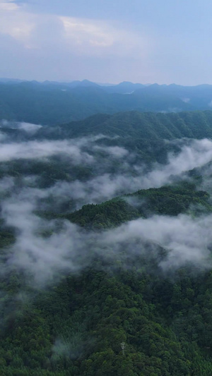 风景重庆四面山森林大自然云雾缭绕茂密森林50秒视频