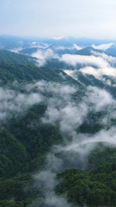 风景重庆四面山森林大自然云雾缭绕自然风光视频