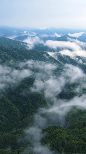 风景重庆四面山森林大自然云雾缭绕自然风光50秒视频