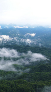 风景重庆四面山森林大自然云雾缭绕茂密森林视频