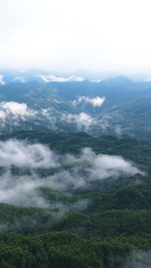 风景重庆四面山森林大自然云雾缭绕茂密森林50秒视频