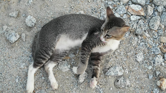 高角度射击玩毛皮的猫视频