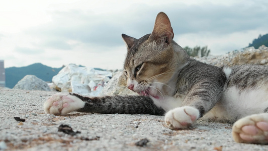 黑猫咪舔毛毛玩得开心视频