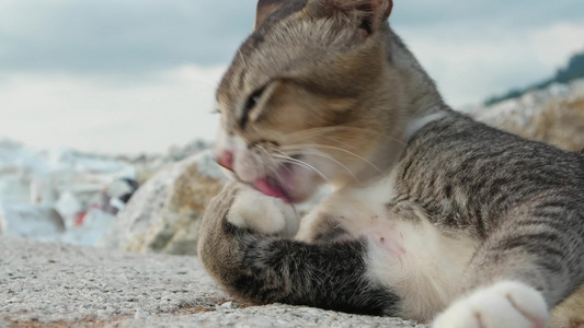 灰猫织造本身视频