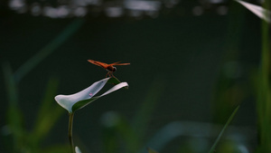4K夏天荷塘停在叶片休息的蜻蜓飞走又回来53秒视频