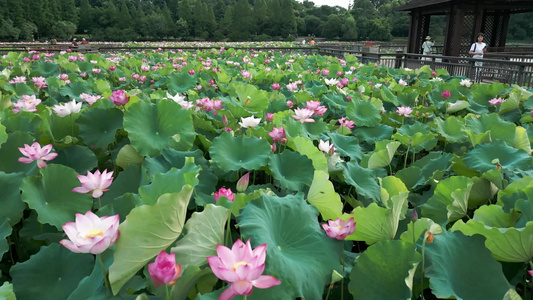 衡阳荷花盛开景象花开了视频