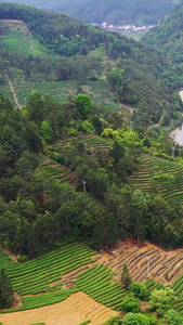 航拍武夷山茶园视频