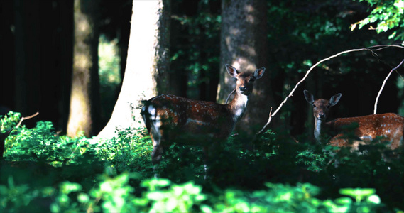 森林里的野生动物梅花鹿视频