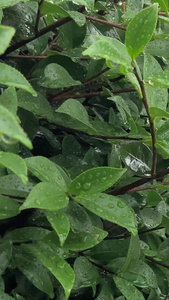 实拍夏季雨水季节下雨视频