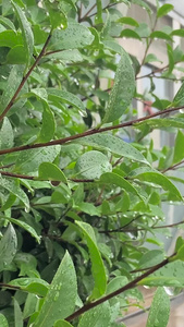 实拍夏季雨水季节下雨视频