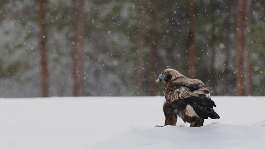 冬季大雪森林雪地枝头觅食老鹰雄鹰视频