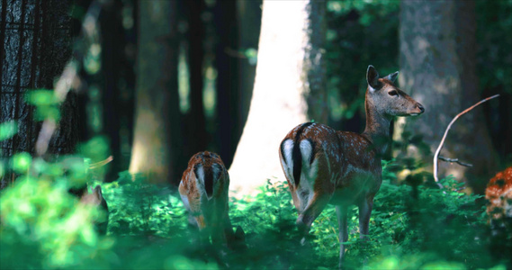 森林里的野生动物视频
