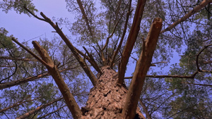 仰视天空树木的树枝16秒视频
