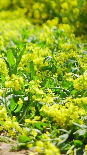 春暖时节鲜花盛开油菜花77秒视频