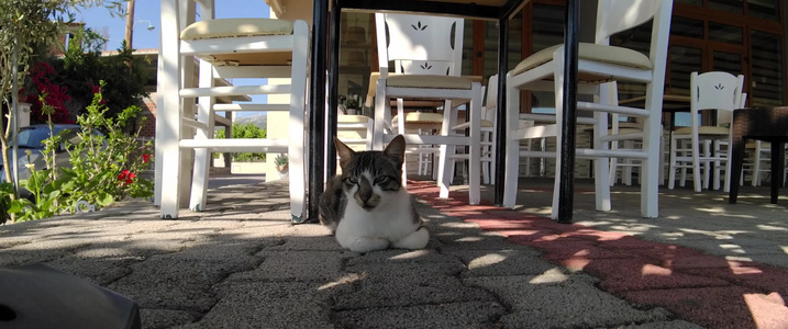 坐在餐厅外的猫无形态视频
