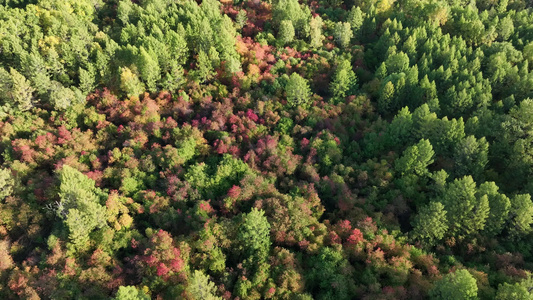 大兴安岭林区初秋风景俯拍色彩斑斓的森林视频