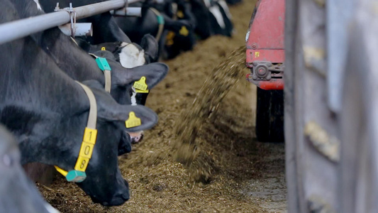 现代农场的牛喂养过程视频
