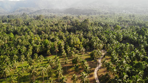 空中无人机视图的椰子种植园的岛屿景观16秒视频