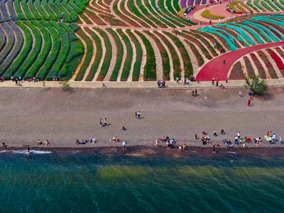 云南玉溪澄江抚仙湖湖边花海航拍视频视频