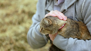 男人把可爱的猫头男人把快乐的猫放在他手里11秒视频