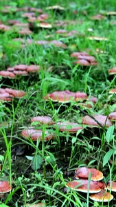 林下灵芝珍稀植物视频