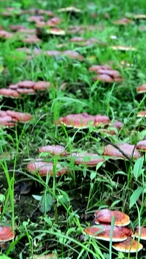 林下灵芝珍稀植物28秒视频
