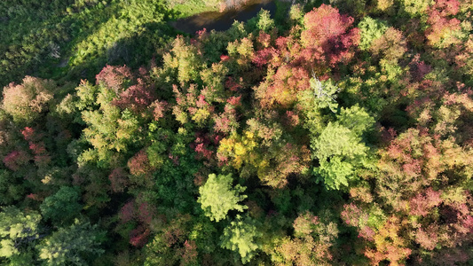 大兴安岭林区初秋风景俯拍色彩斑斓的森林视频